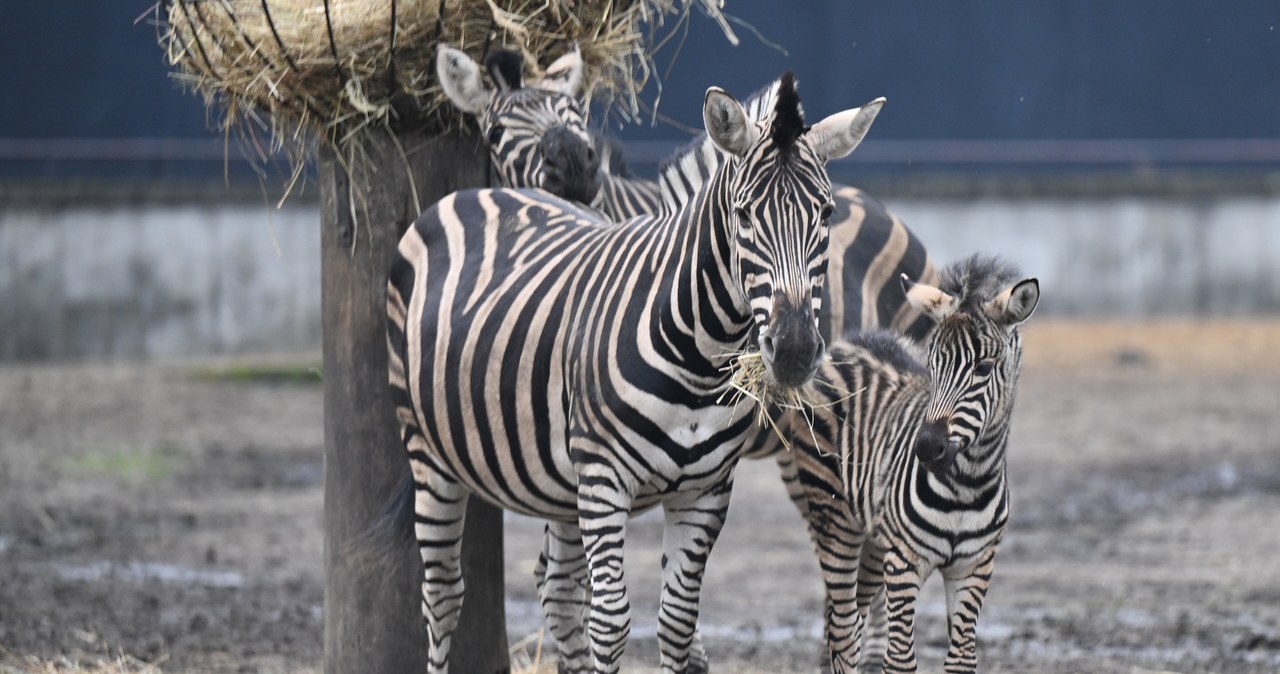 We wrocławskim zoo urodziła się zebra Chapmana
