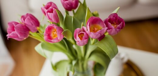 Tulipany w wazonie będą wyglądać zjawiskowo. Wytrzymają nawet dwa tygodnie