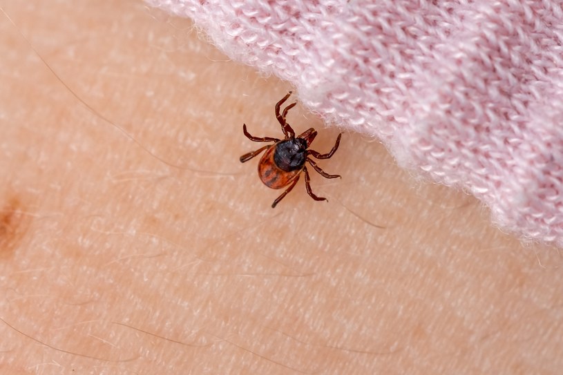 Jedz przed wyjściem w plener. Kleszcze będą uciekać, gdzie pieprz rośnie