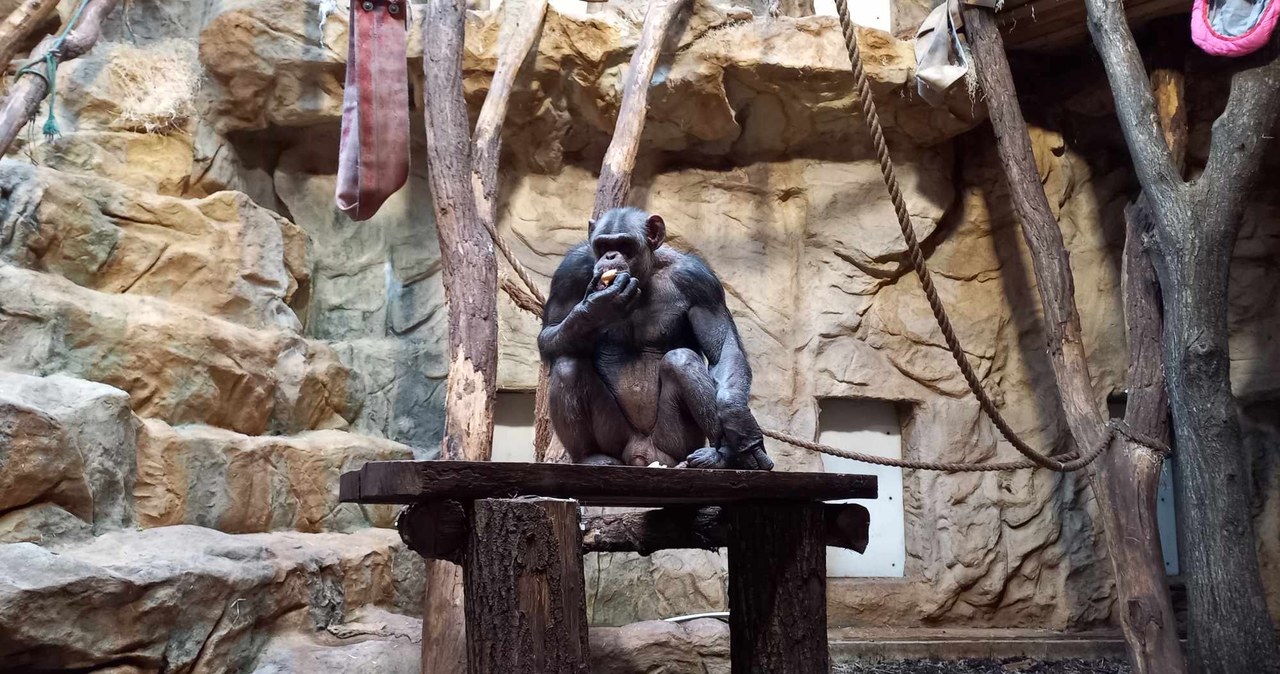 ​96. urodziny zoo. Jak wyglądało blisko 100 lat temu?