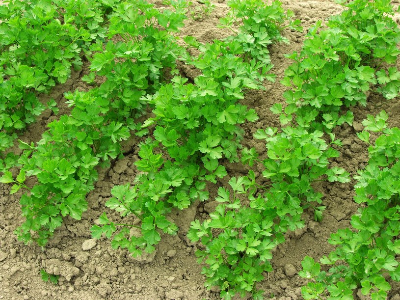 Plony pietruszki będą jak marzenie. Wystarczy wiedzieć, gdzie ją posiać