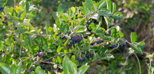Aronia będzie wdzięczna za ten zabieg. Wykonaj w kluczowym terminie