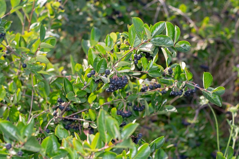 Aronia będzie wdzięczna za ten zabieg. Wykonaj w kluczowym terminie