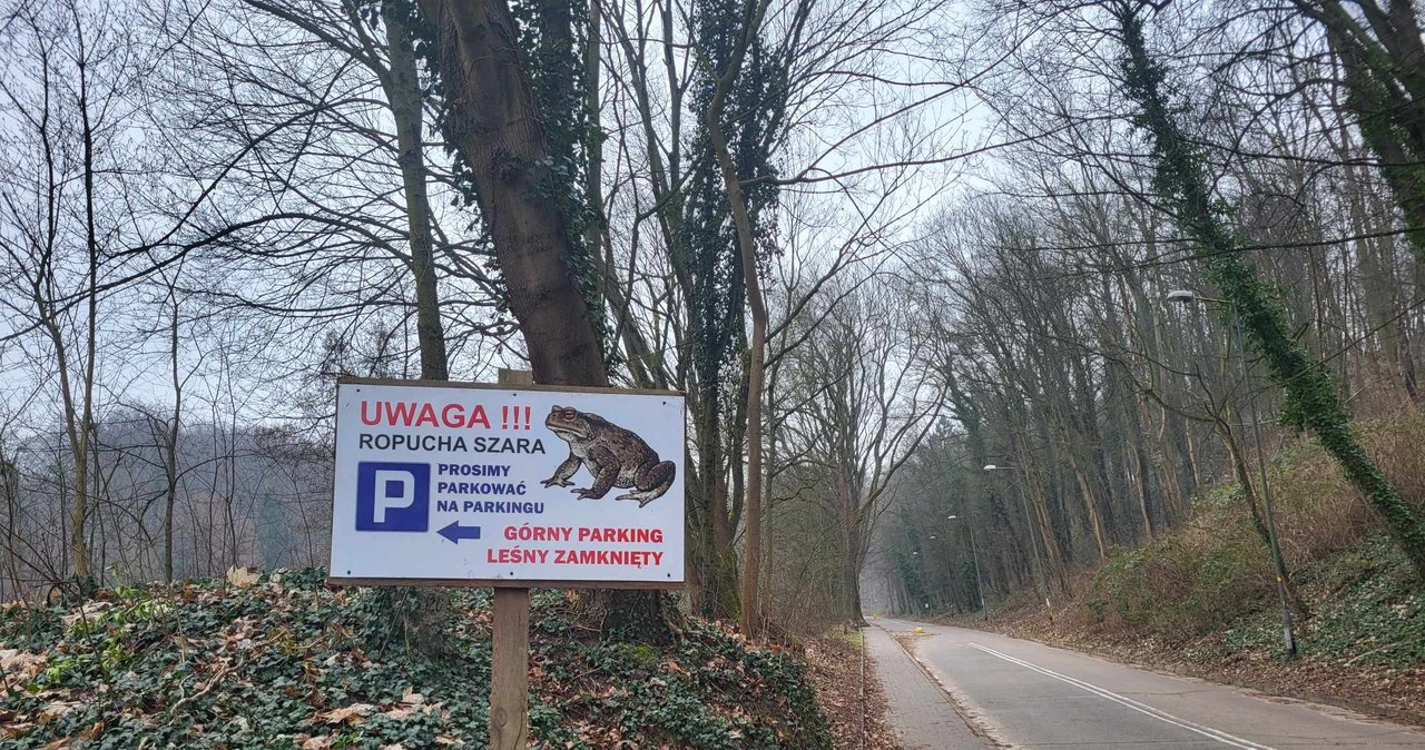 Ropuchy na drodze. Dla kierowców zakaz wjazdu