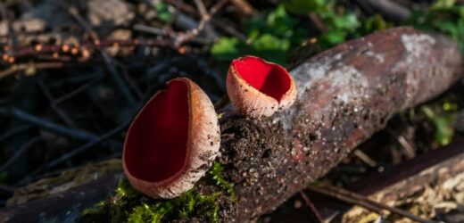 „Kroję do serka wiejskiego i na kanapki”. Nie każdy wie, że ten grzyb jest jadalny