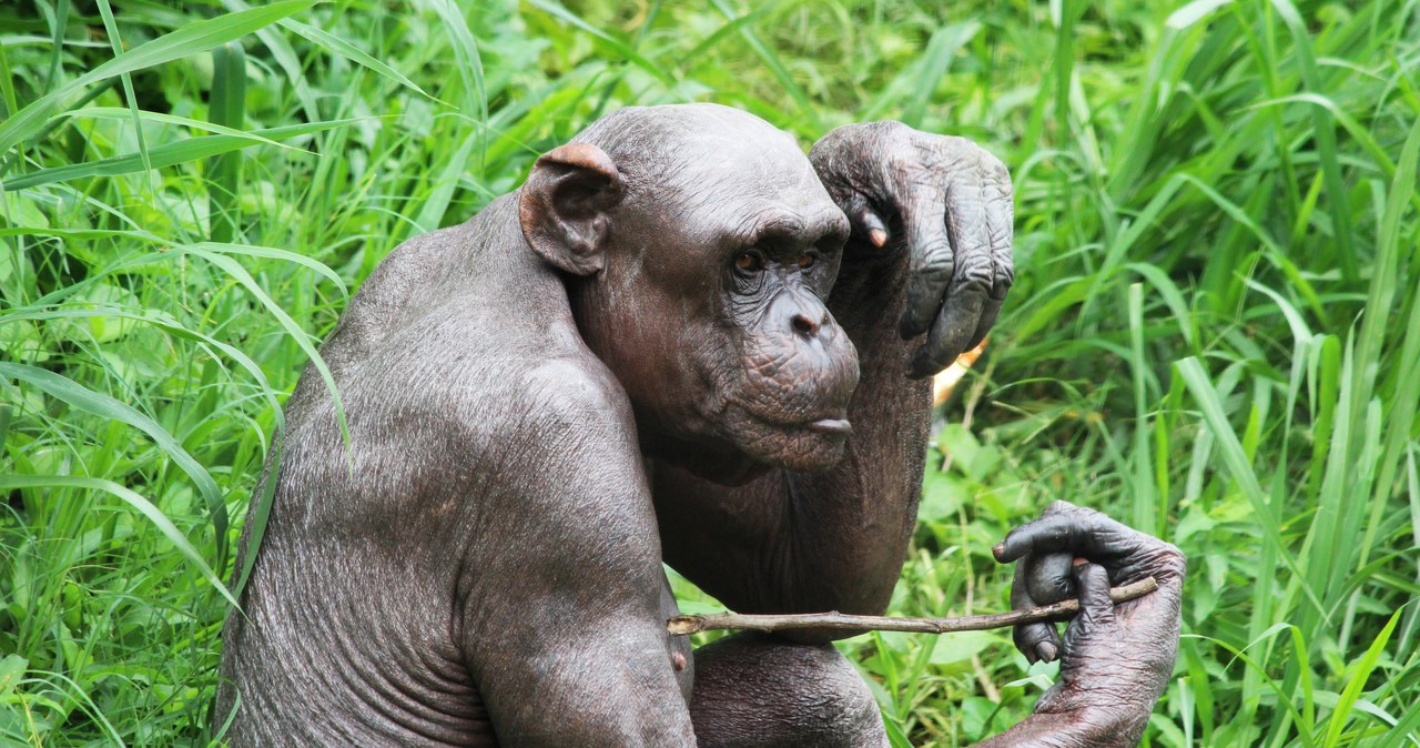 Niepokojące zachowania szympansów w magdeburskim zoo