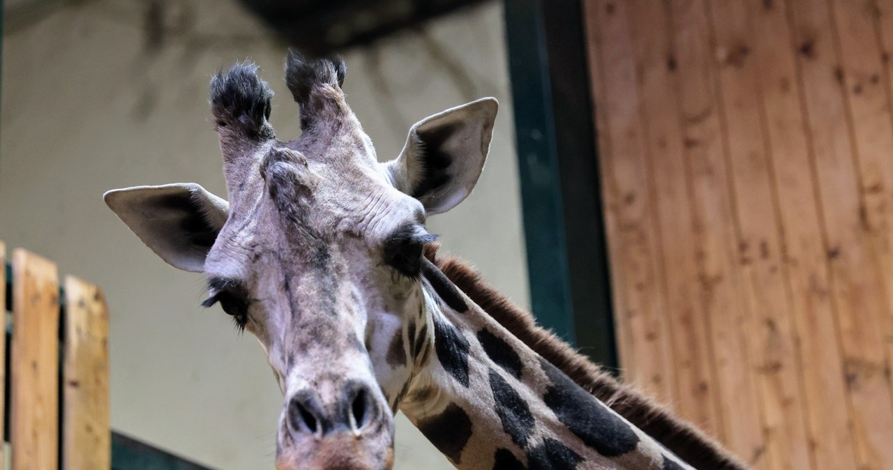 Nowa żyrafa w gdańskim zoo. Alia pomoże rozpocząć hodowlę