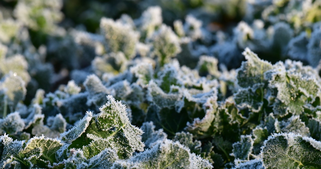 Noc z przygruntowymi przymrozkami. Będzie mgliście i deszczowo