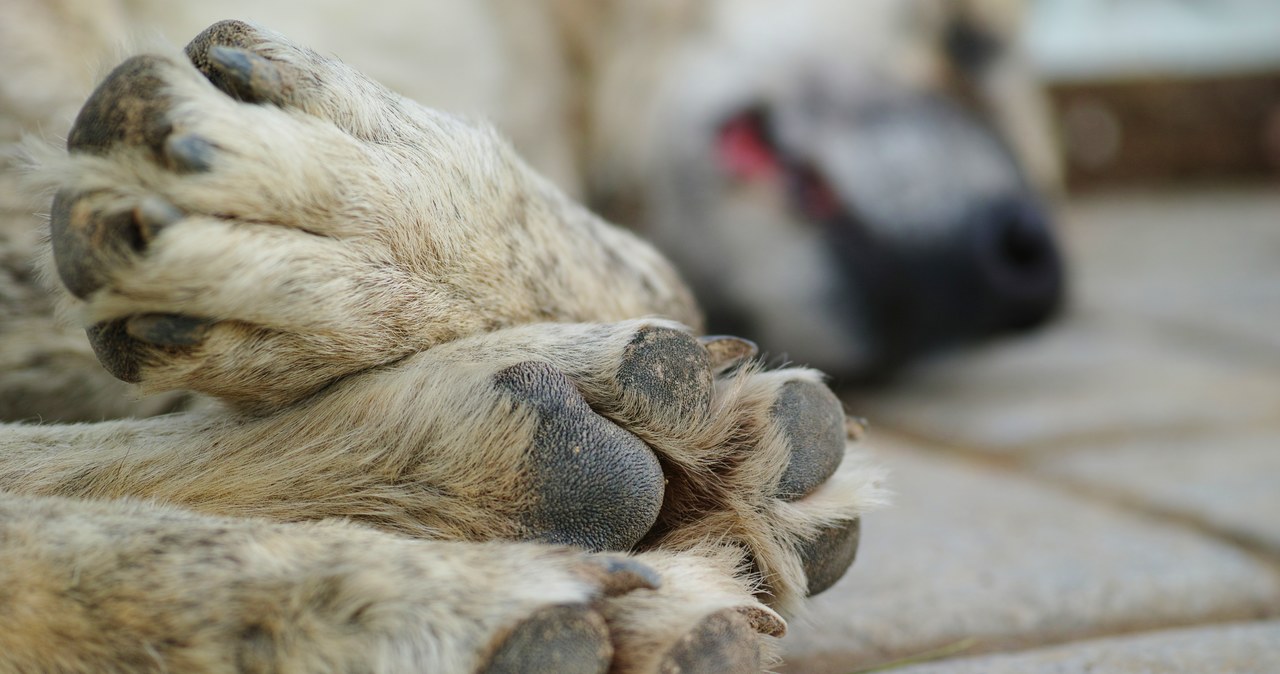 Dziewięć martwych psów. Zarzuty dla właściciela