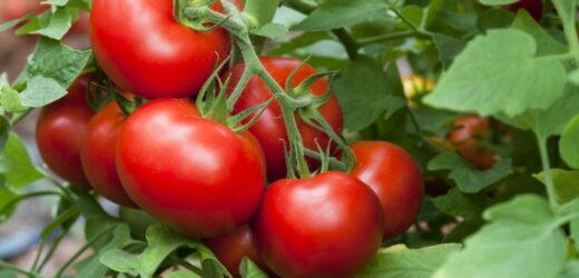 Plony będą soczyste i aromatyczne. Wystarczy, że posadzisz je obok pomidorów