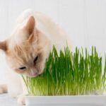 Czy kot może jeść owies wielkanocny? Te rośliny zaszkodzą twojemu pupilowi