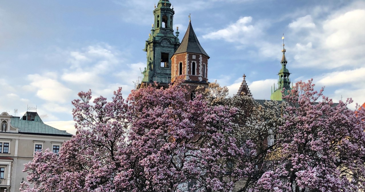 Magnolie na Wawelu. Zobaczcie zdjęcia