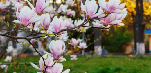 Przestrzegaj tych zasad. Magnolia co rok będzie obsypywać się kwiatami
