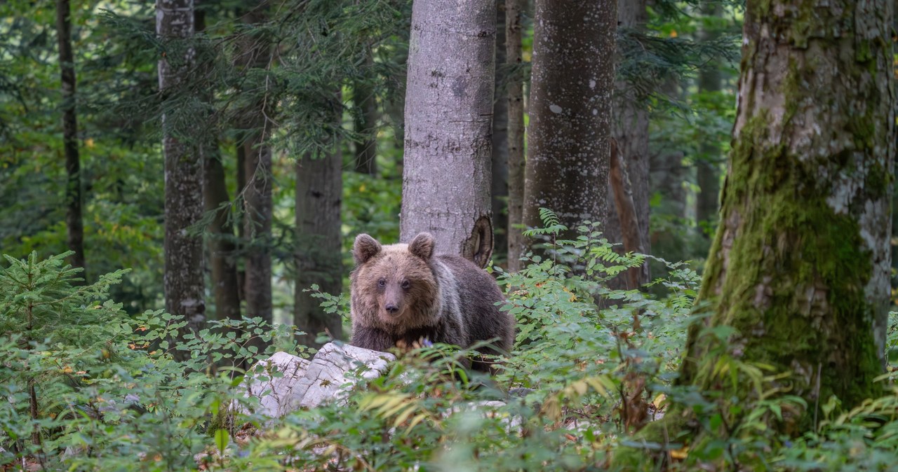 Kolejny atak niedźwiedzia na szlaku turystycznym w Słowacji