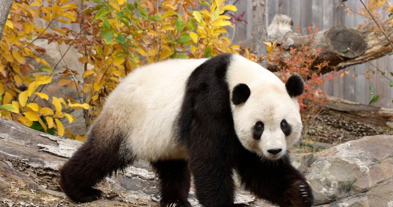 Zmarła najstarsza panda w Japonii. Miała 28 lat