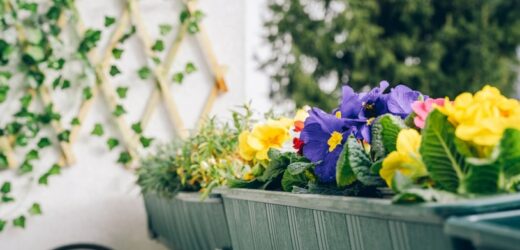 Posadź w kwietniu, a twój balkon będzie kipiał od kwiatów