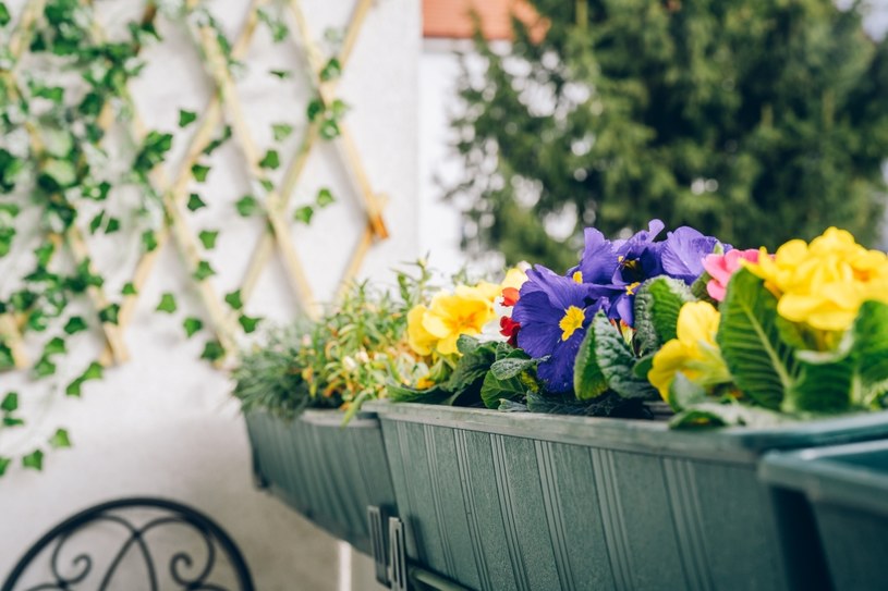 Posadź w kwietniu, a twój balkon będzie kipiał od kwiatów
