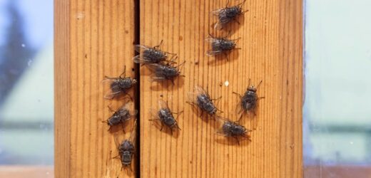 Spryskaj framugi prostą mieszanką. Uciążliwe owady będą trzymać się z daleka