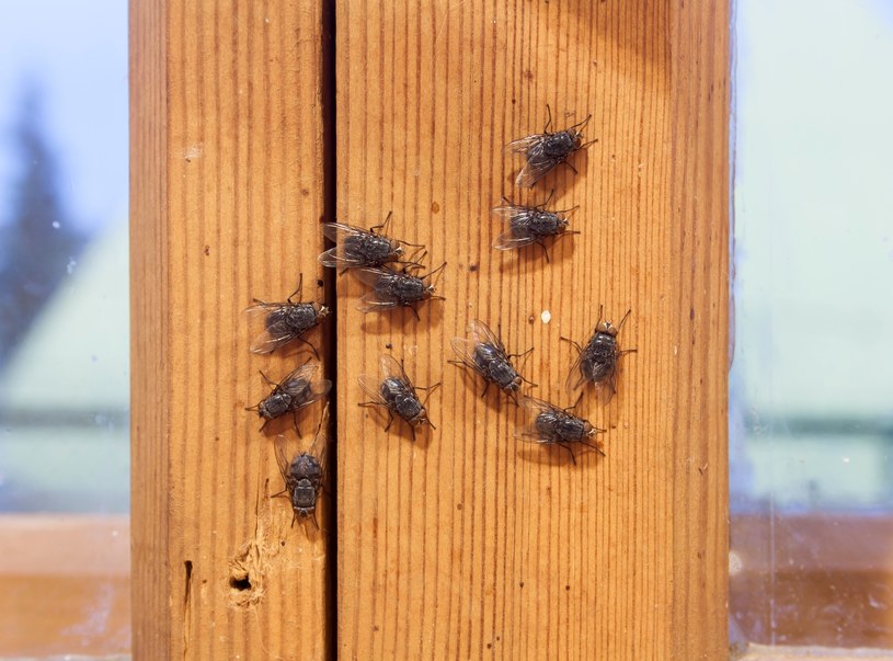 Spryskaj framugi prostą mieszanką. Uciążliwe owady będą trzymać się z daleka