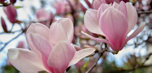 Uważaj z magnolią po przekwitnięciu. Jeden zabieg zniweczy kwitnienie w kolejnym sezonie