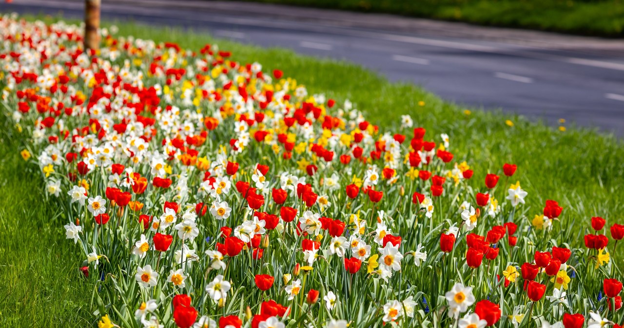 Tulipany, żonkile, szafirki. Zobacz kwietny dywan!