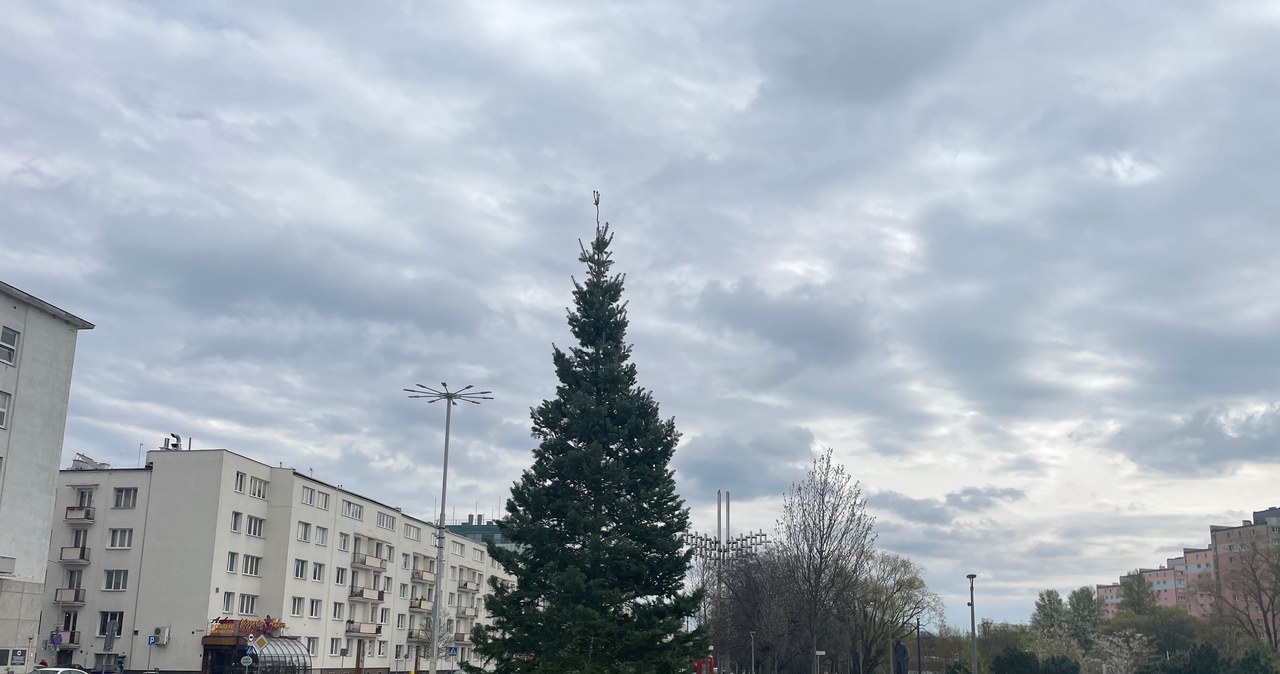Bożonarodzeniowa choinka stanęła w parku centralnym w Gdyni