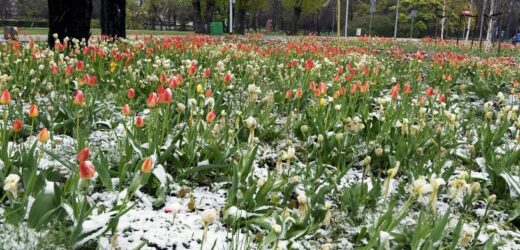 Zima nie powiedziała ostatniego słowa. Już niedługo powrócą przymrozki