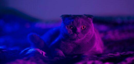 Dla Skorpiona jest nim kot. Każdy znak zodiaku ma swoje zwierzę mocy