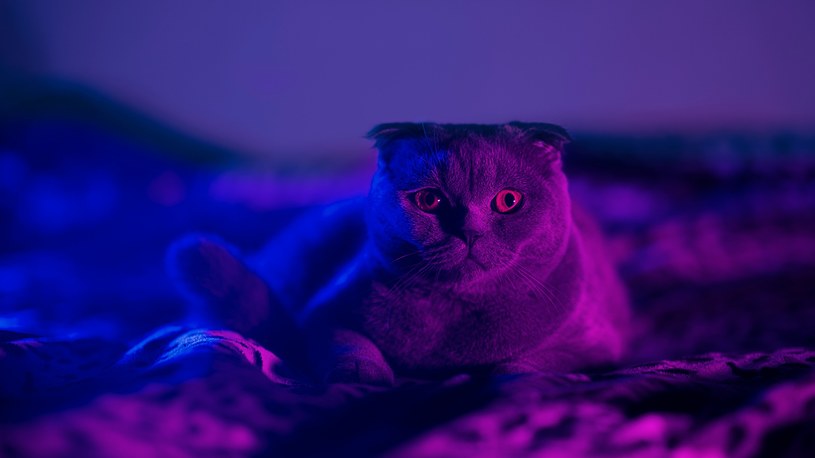 Dla Skorpiona jest nim kot. Każdy znak zodiaku ma swoje zwierzę mocy
