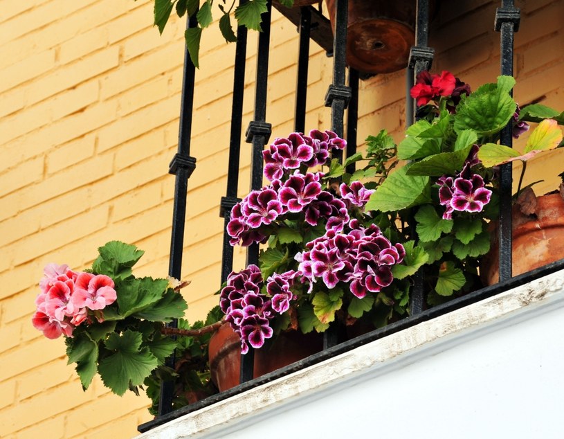 Sąsiedzki donos albo mandat? Wszystkiemu winne mogą być kwiaty na balkonie