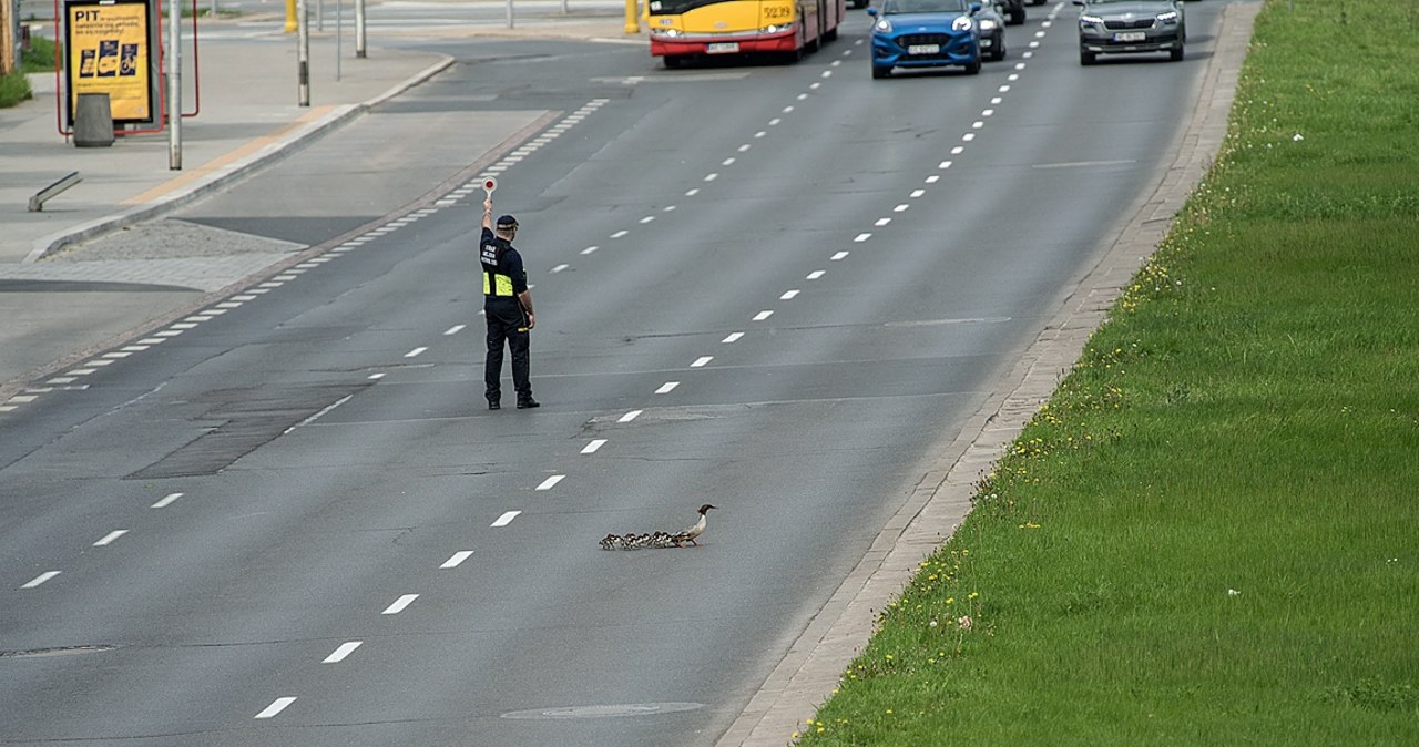 Warszawa: Rodzinne migracje nurogęsi w stronę Wisły