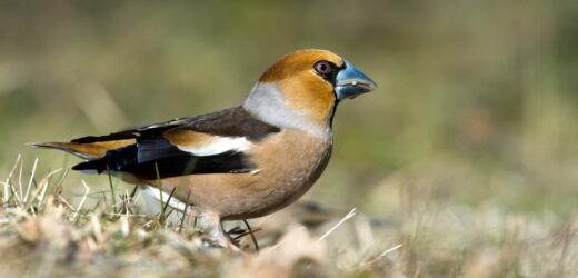 Mocny dziób, płochliwa i nieśmiała natura. Jak zachęcić grubodzioba do wizyty w ogrodzie?