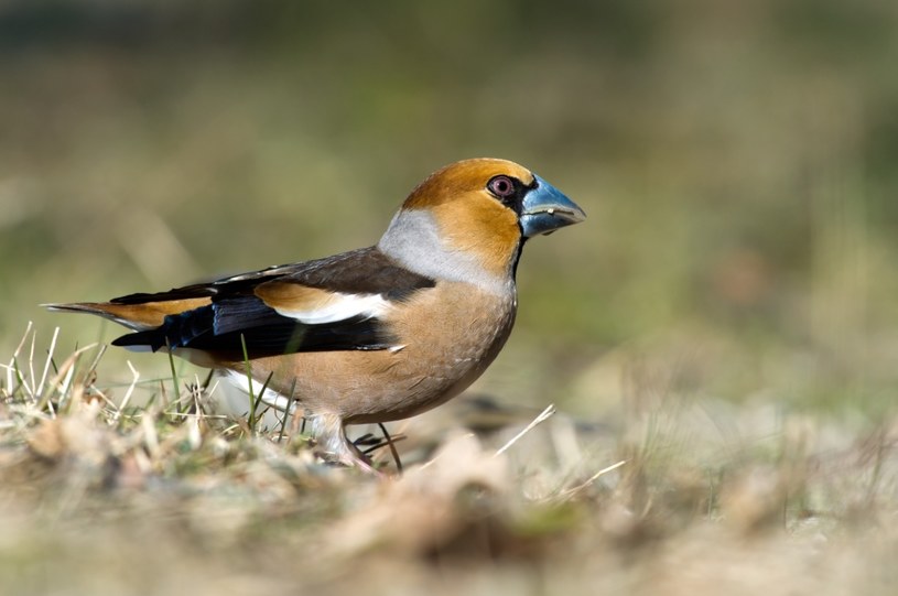 Mocny dziób, płochliwa i nieśmiała natura. Jak zachęcić grubodzioba do wizyty w ogrodzie?