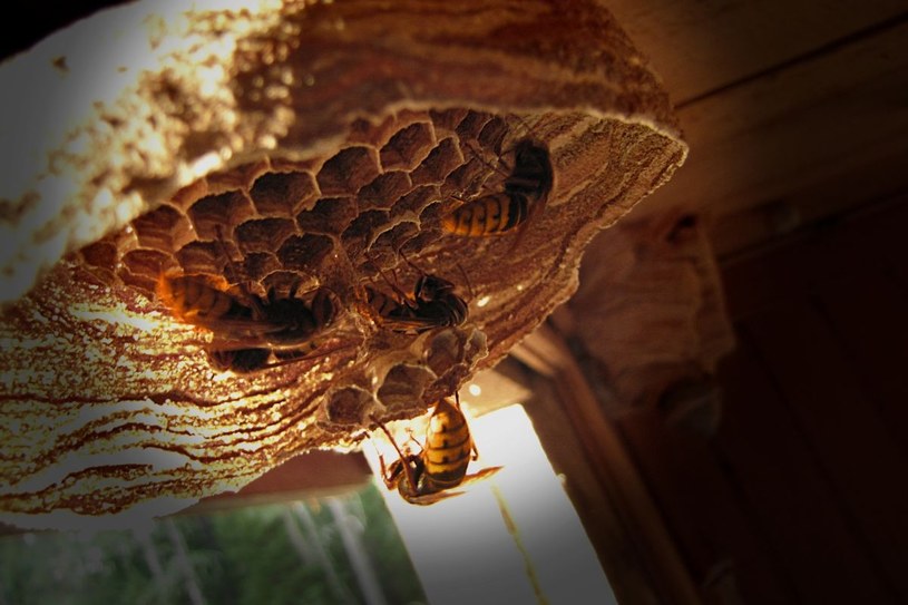 Przyciąga pszczoły, odstrasza szerszenie. Zachwyca zapachem na tarasie