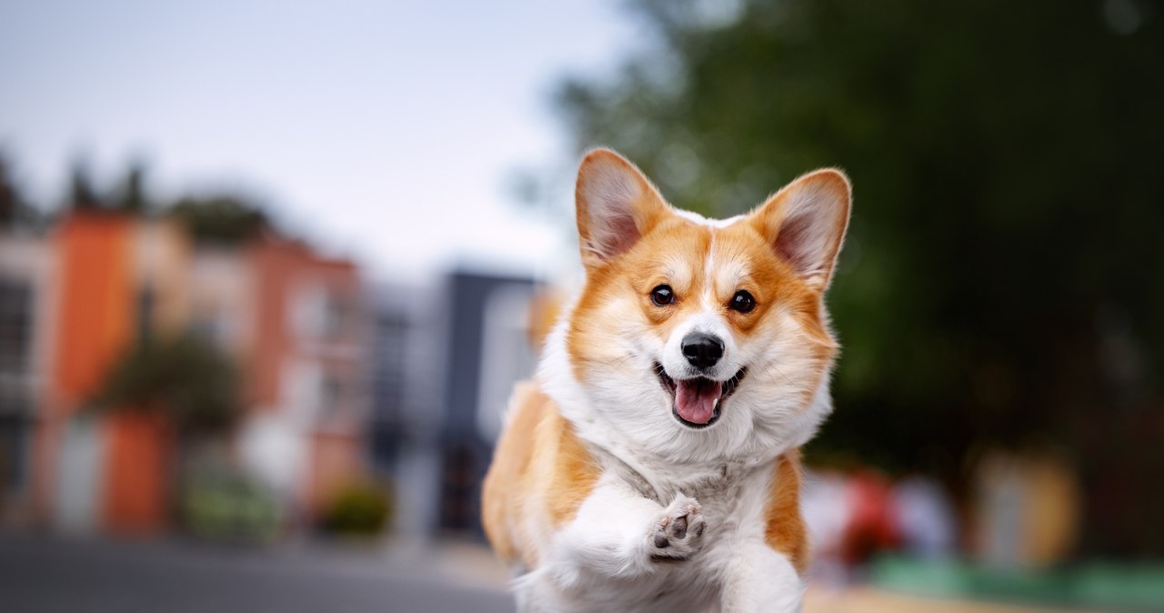 Anglia: Psy rasy corgi w wyjątkowym towarzystwie