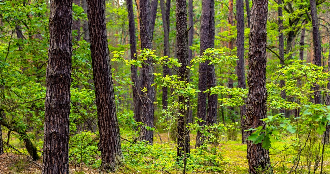 ​Przez wiele godzin błądził po lesie. Pomoc nadeszła w ostatniej chwili
