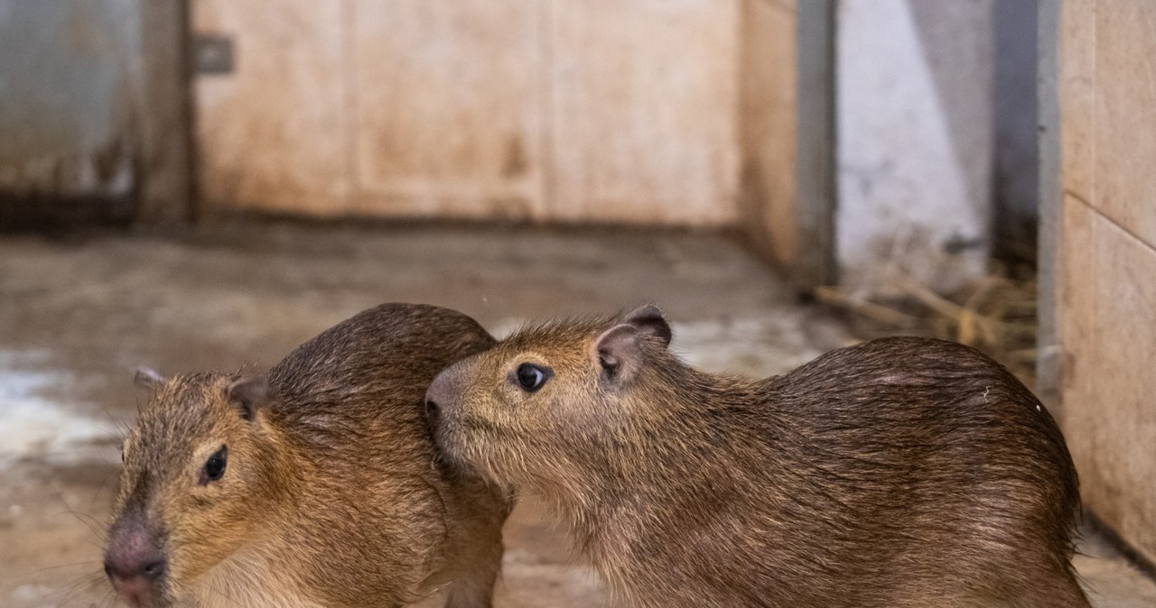 Kapibary przyjechały do łódzkiego zoo