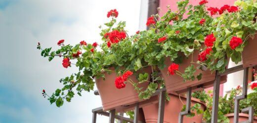 Wrzuć do wody, zblenduj i podlej. Pelargonie będą uginać się od kwiatów