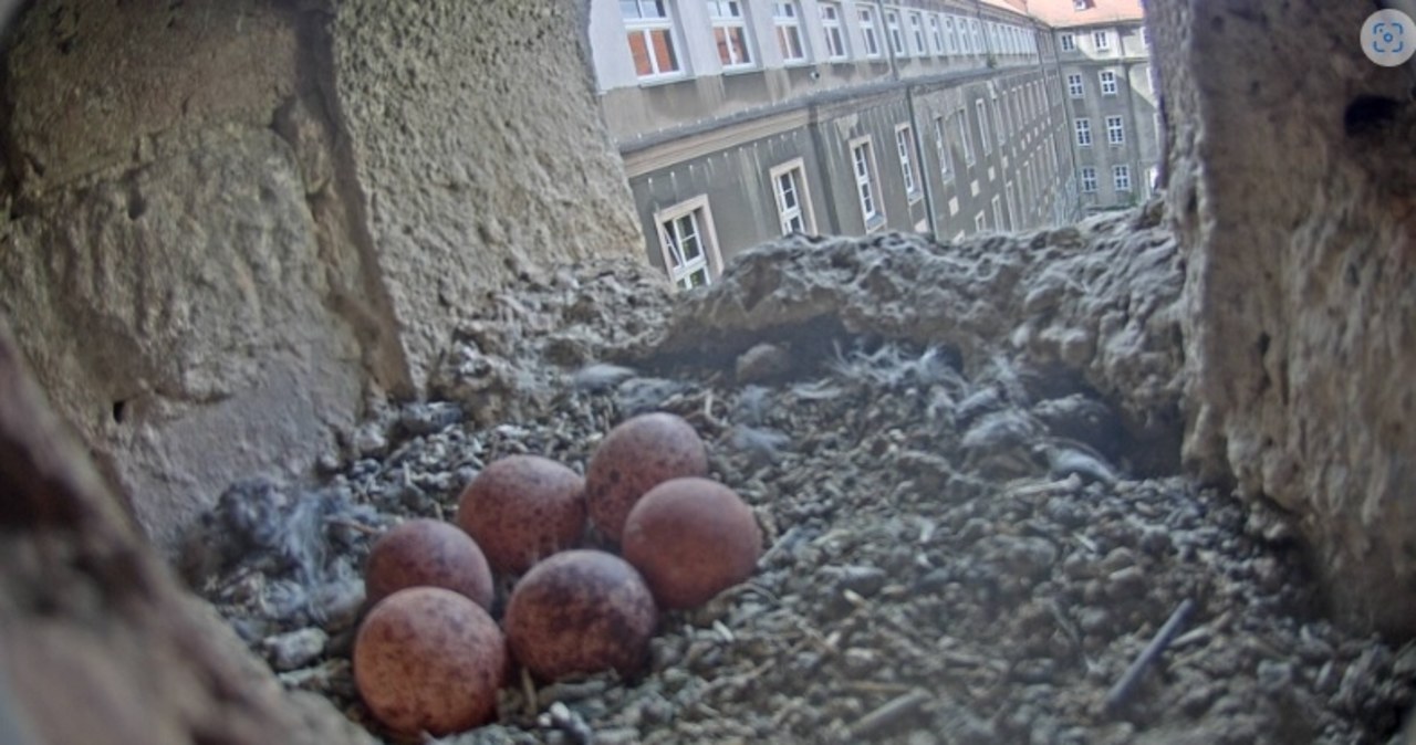 Szczecińskie pustułki czekają na potomstwo