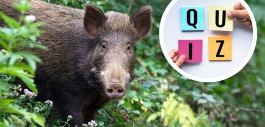 QUIZ: Wiedza o leśnych zwierzętach. Tylko prawdziwy ekspert zdobędzie 12 punktów