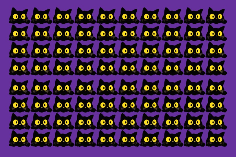 Test na spostrzegawczość: Który kot różni się na tle pozostałych? Tylko bystre oko znajdzie ten detal