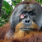 Ranny orangutan sam zrobił sobie ziołowe lekarstwo