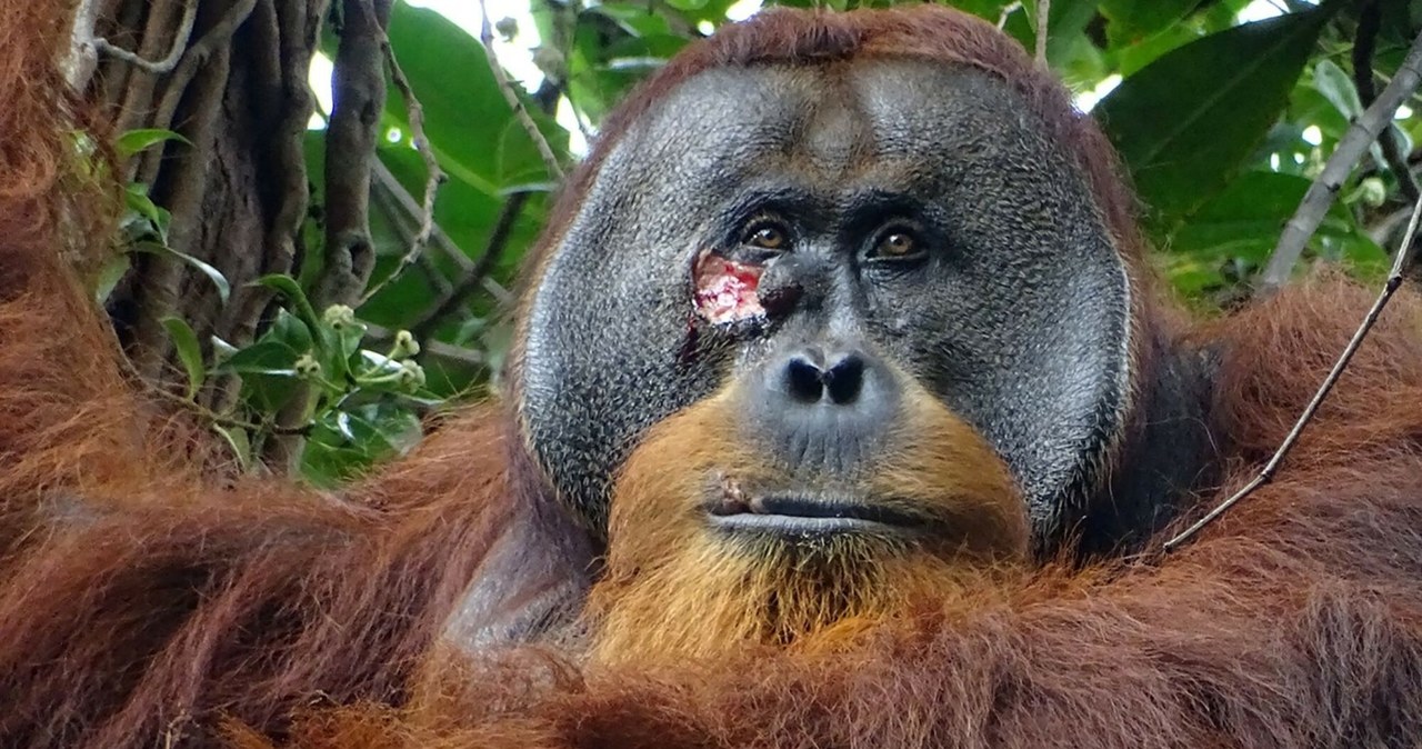 Ranny orangutan sam zrobił sobie ziołowe lekarstwo