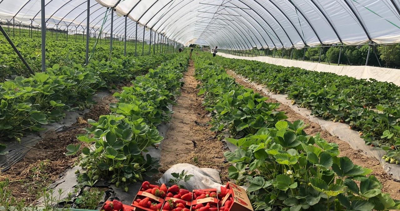 Ruszyły zbiory polskich truskawek. Odwiedzamy plantację tych owoców