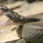 Plaga niebezpiecznych i dużych węży. 70-latka ukąszona we własnym domu