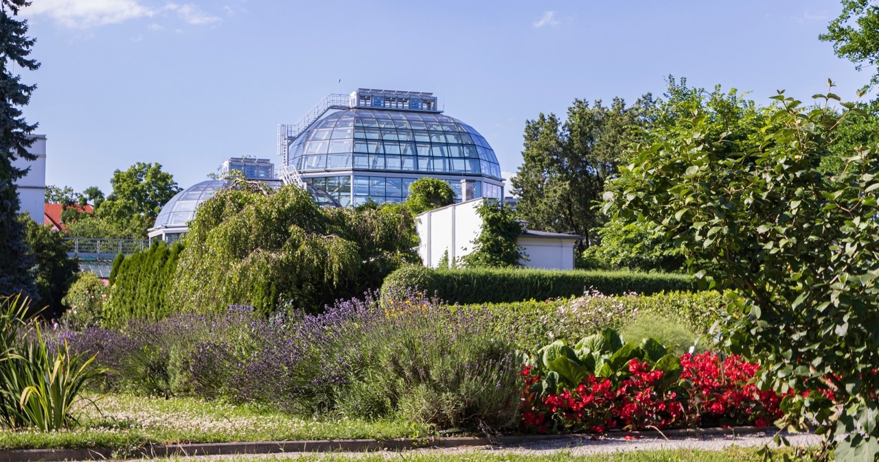 Oranżeria w ogrodzie botanicznym UJ. Coraz bliżej jej odbudowy
