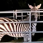 Zebra uciekła z transportu. Kilkudniowe poszukiwania zakończone sukcesem