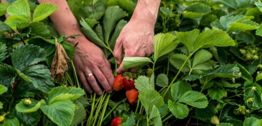 Wdrażam w życie rady ogrodników. Z zachwytem oglądam wysyp truskawek w ogrodzie