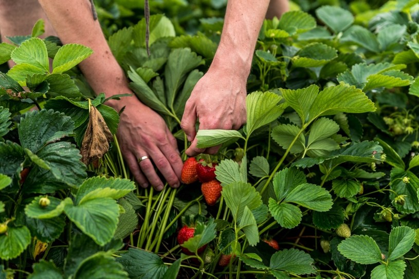 Wdrażam w życie rady ogrodników. Z zachwytem oglądam wysyp truskawek w ogrodzie