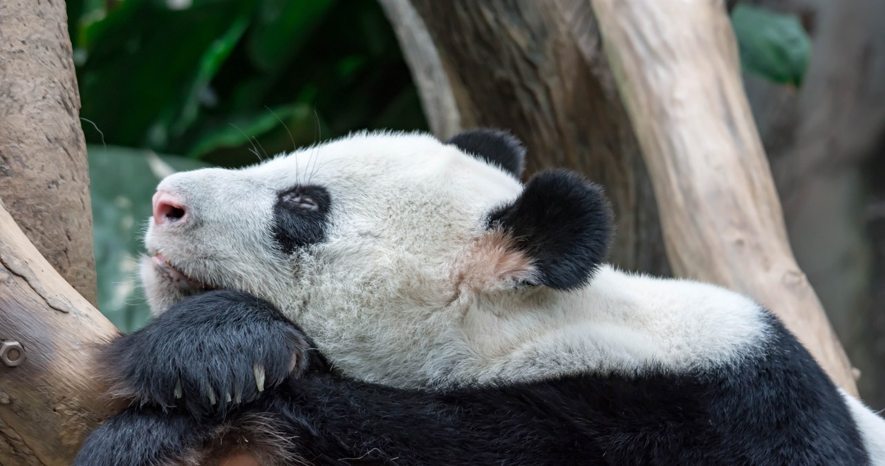 W zoo brakowało pand. Przebrali za nie psy